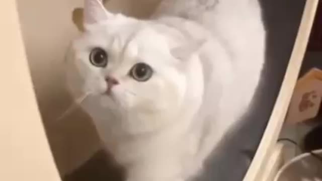 Funny cats 😂😂😂🤣###short##very funny 🐈🐈