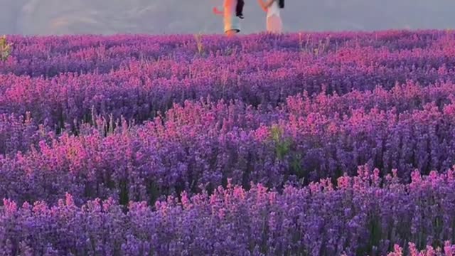 The smell of lavender permeates the air in the Ili Valley now