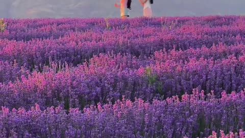 The smell of lavender permeates the air in the Ili Valley now