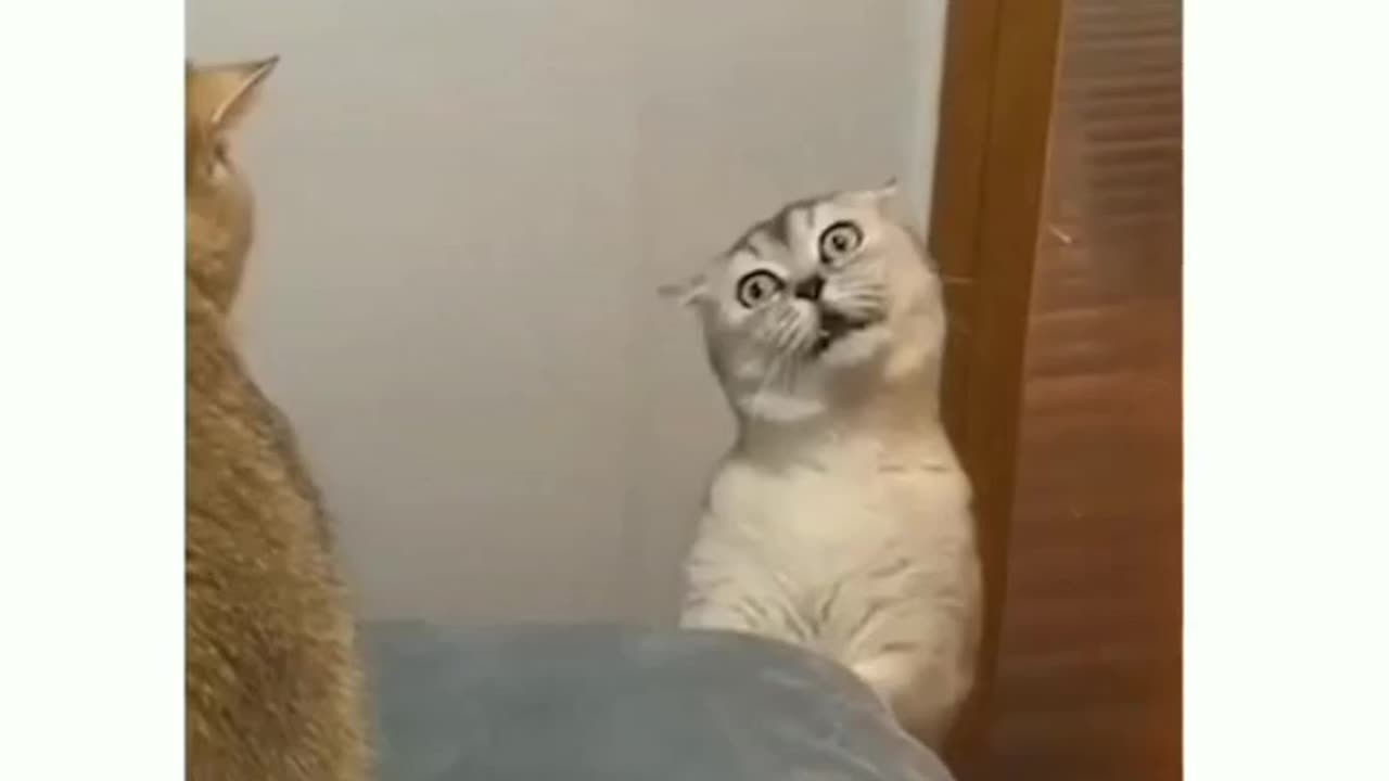 Funny videos | Funny moments