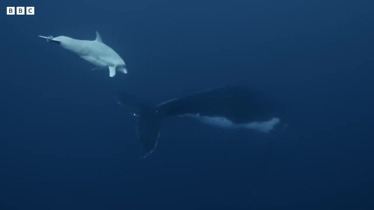 Baby Whale Playtime Gets Dangerous | Spy In The Ocean | BBC Earth