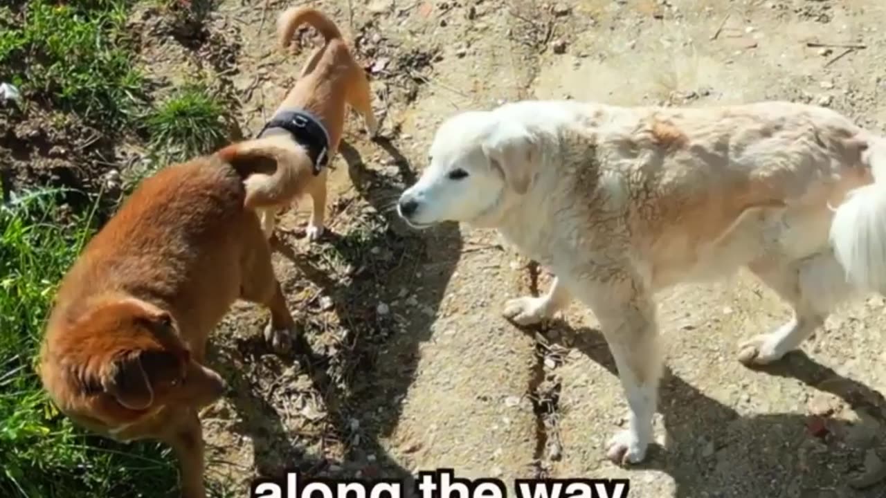 Meet Boby: The World's Oldest Dog Celebrates His 31st Birthday 🎉🐾"