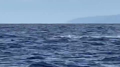 Giant humpback whale breached right in front of our boat in Maui