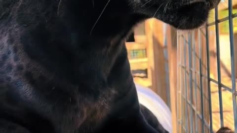 Black Panther Boop