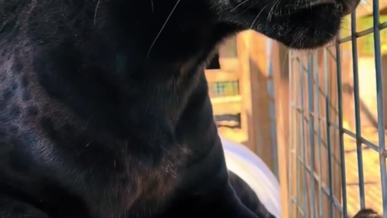 Black Panther Boop