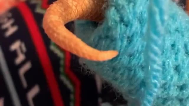 Happy Hognose Loves Its Sweater
