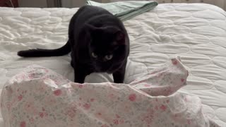 Adopting a Cat from a Shelter Vlog - Cute Precious Piper is a Housekeeping Inspector