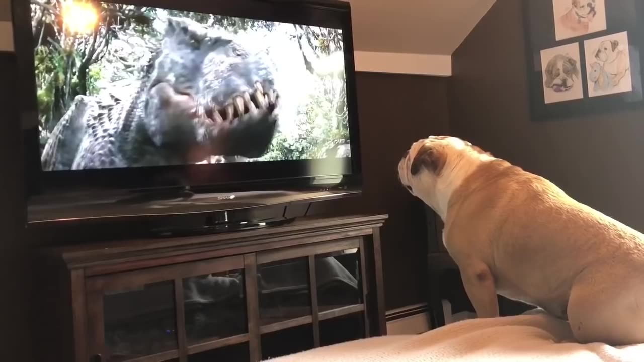 Bulldog Has Incredible Reaction To Actress In Trouble looking amazing