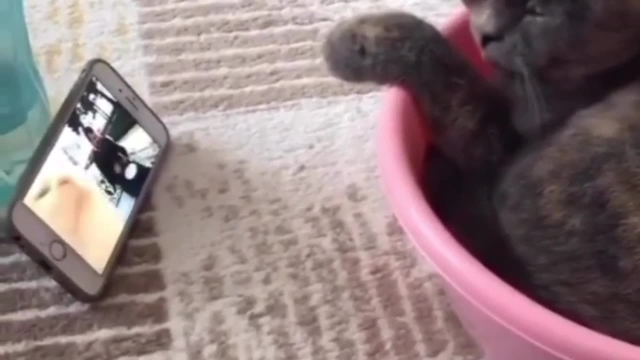 Funnyanimals