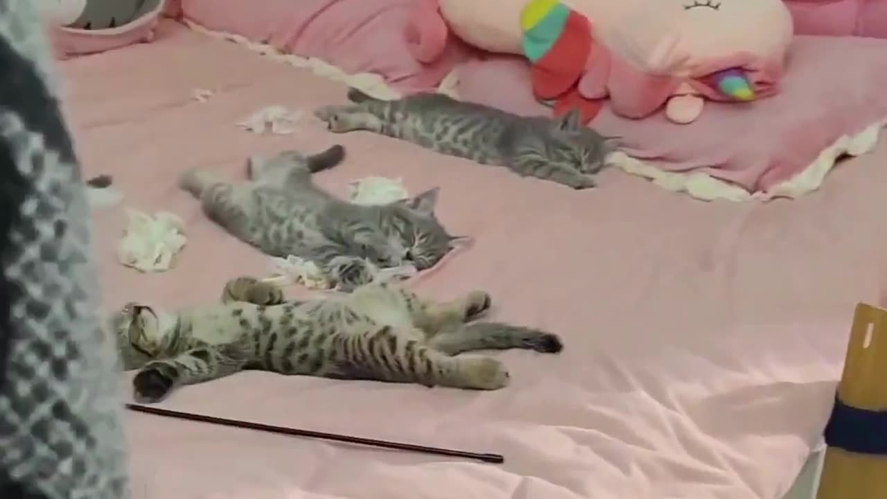 Cute Cats & Funny Cats 😍😍😅😅 #cats #shorts #viral #pets #mmvcats