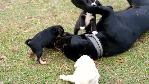 funny videos pets