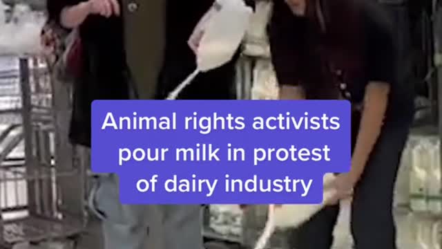 Animal rights activists pour milk in protest of dairy industry