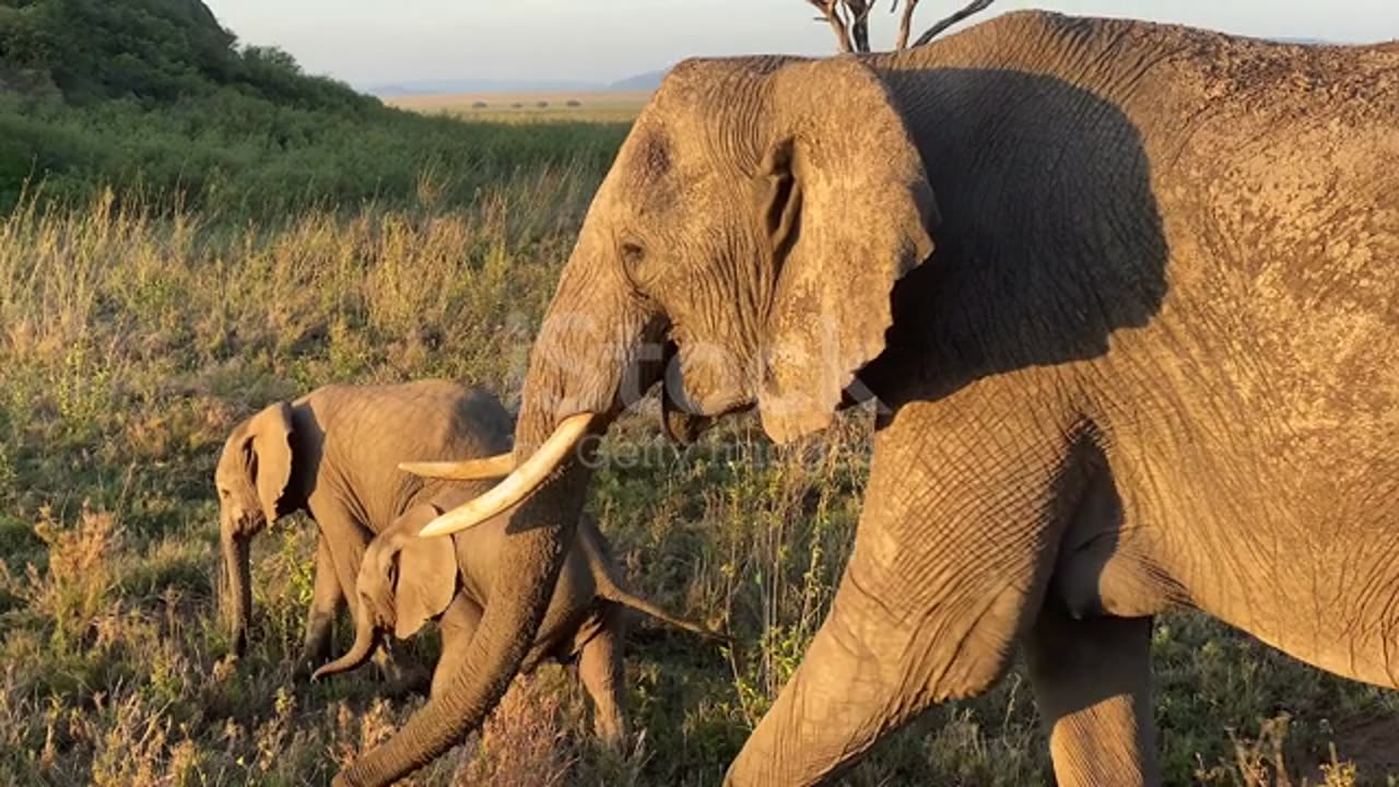 An elephant mother and her two babies walk