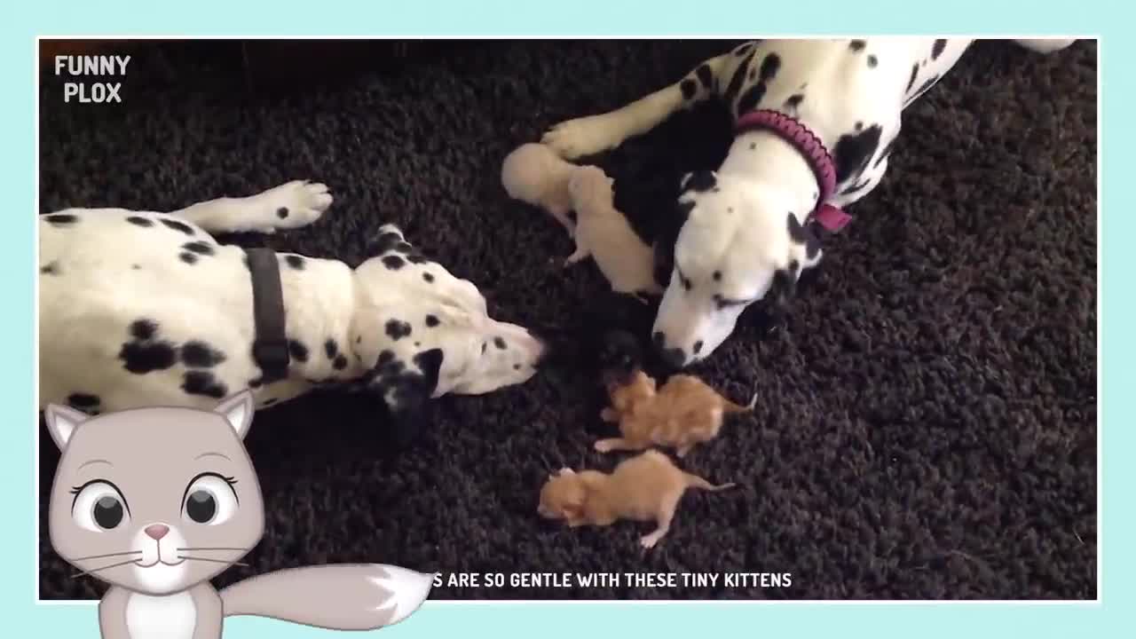 Funny Dog Nanny