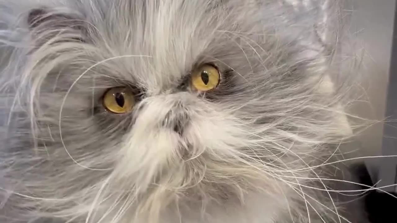 The end funny viral pets shorts petszoneclub