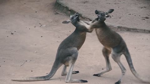 I think they were sparring