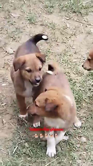 Cute puppy barking dog 🐕😻 animal lover