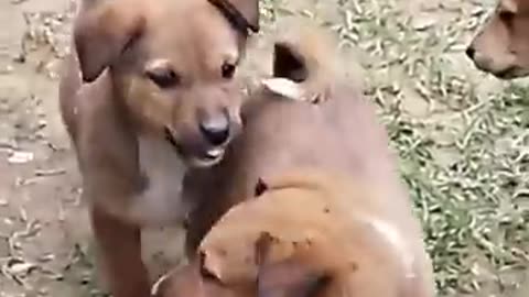 Cute puppy barking dog 🐕😻 animal lover