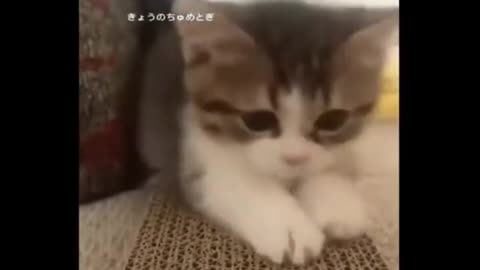 Funny Cats