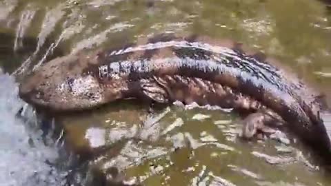 Chinese giant salamander .