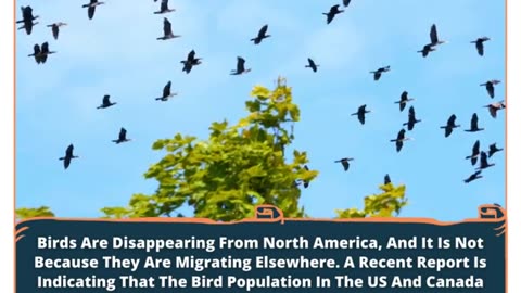 Vanishing Voices: The Silent Crisis Of The North American Birds