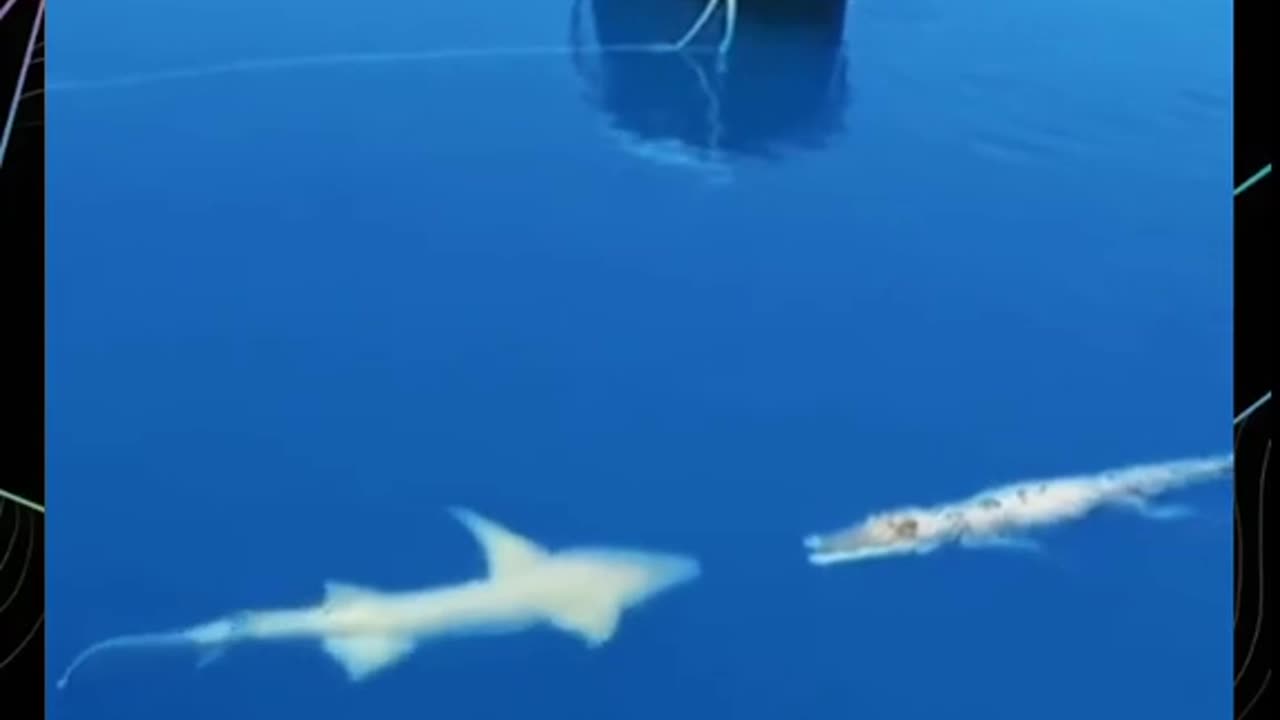 This crocodile pretends to be dead when he meets a shark