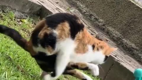 Cat Poops Like A Gymnast