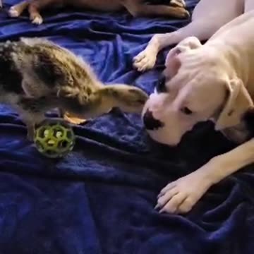 Boxer puppies Harvey and Clyde playing with baby Peepers.