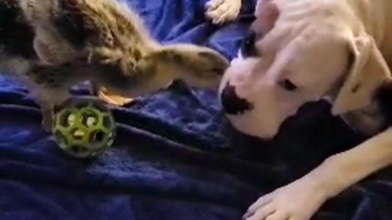 Boxer puppies Harvey and Clyde playing with baby Peepers.