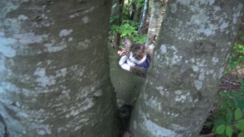 A Small Cat In a Tree