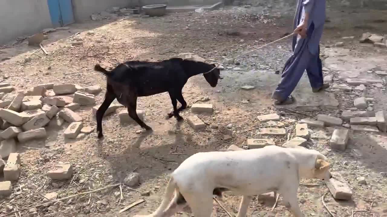 excellent dog and goat meeting first time-treatments