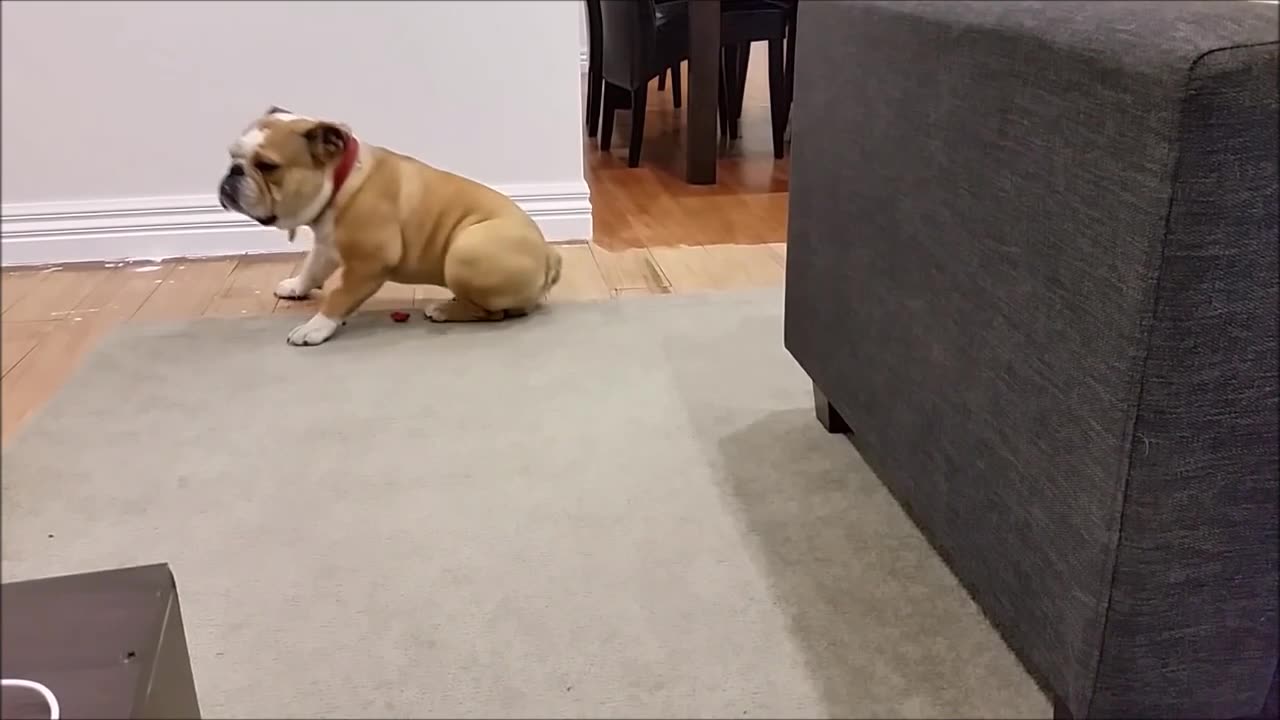 Funny Animals Shorts 2023 | | Funny Dogs |😂😂