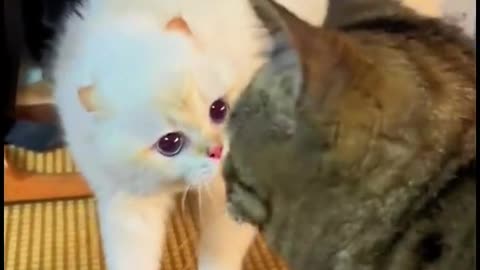 Funny Pets Moments #56