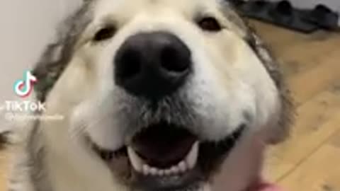 Best dogs 🐕 and cats 🐈 funny