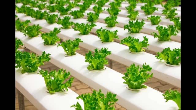 Hydroponic Farm Ideas