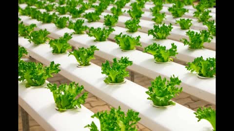 Hydroponic Farm Ideas