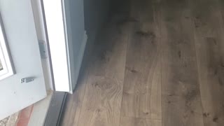 Frenchie Does Not Like the Cold