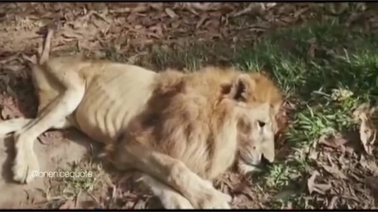 Animals never forget humanity 💗