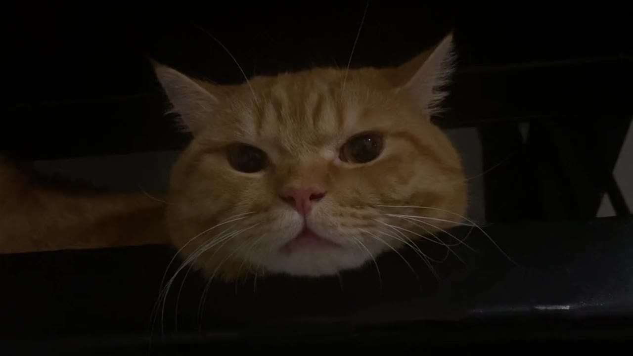 Look at this cute kitten