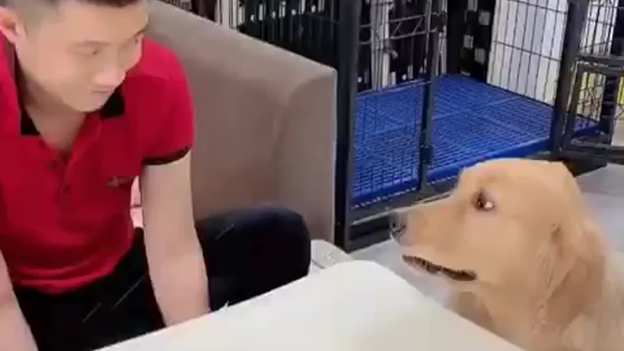 Funny dog video