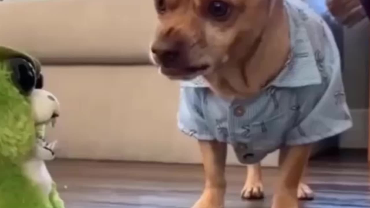 Funny dog video compilation
