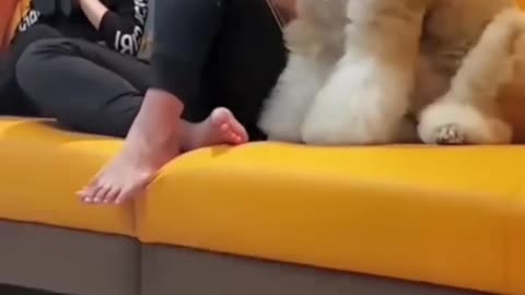 Funny dog