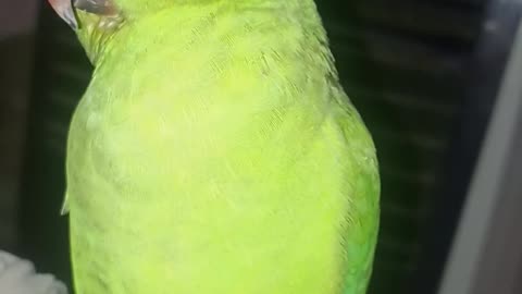 How is the baby parrot sitting on your hand