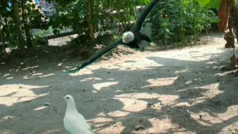 Eagle vs. Pigeon