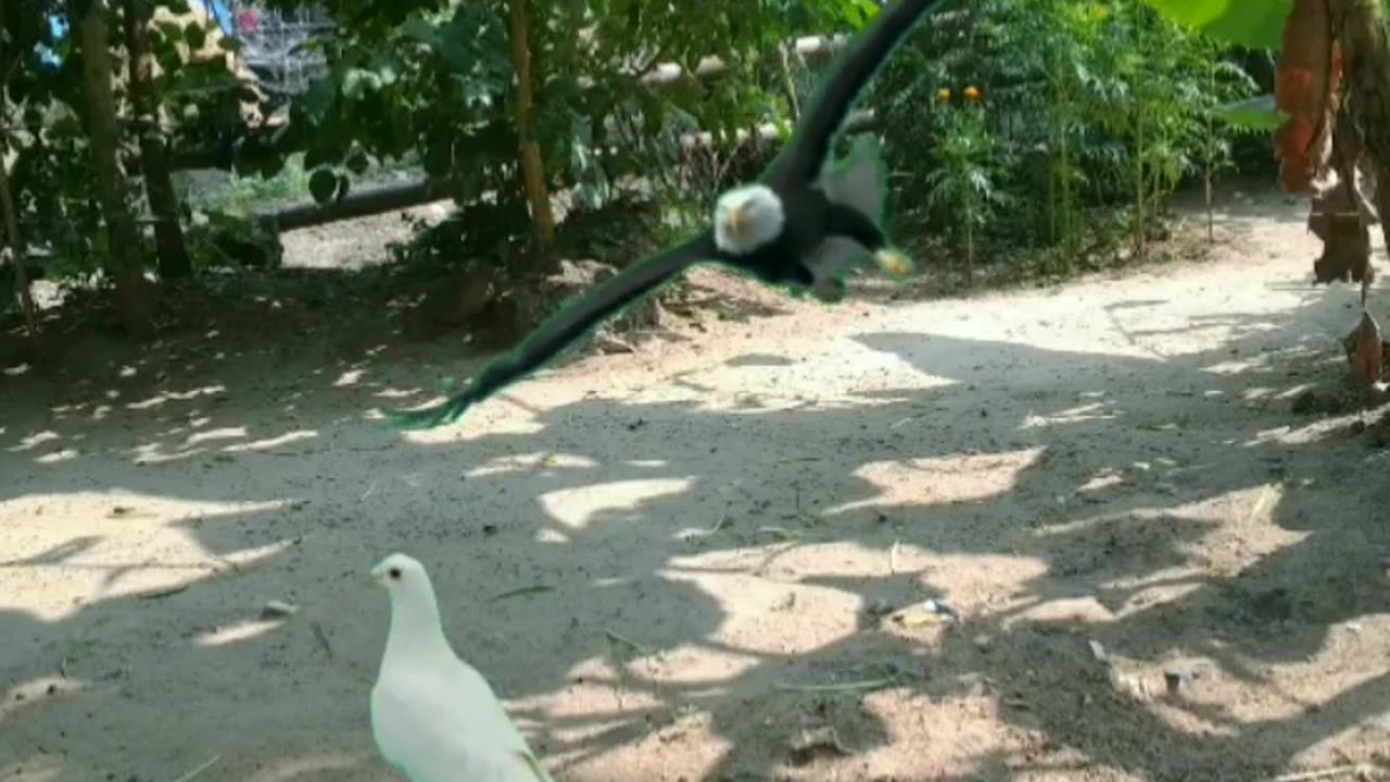 Eagle vs. Pigeon