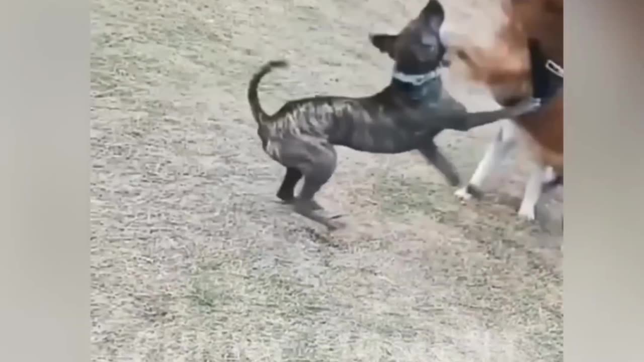 Dog fight(funny video)