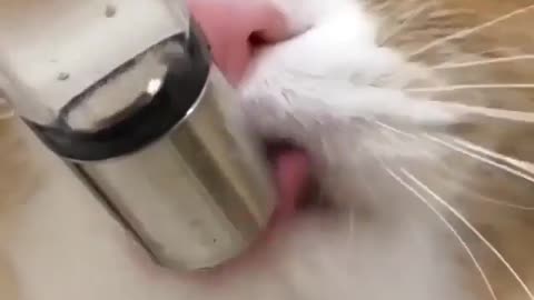 Recently bought a cat water appliance