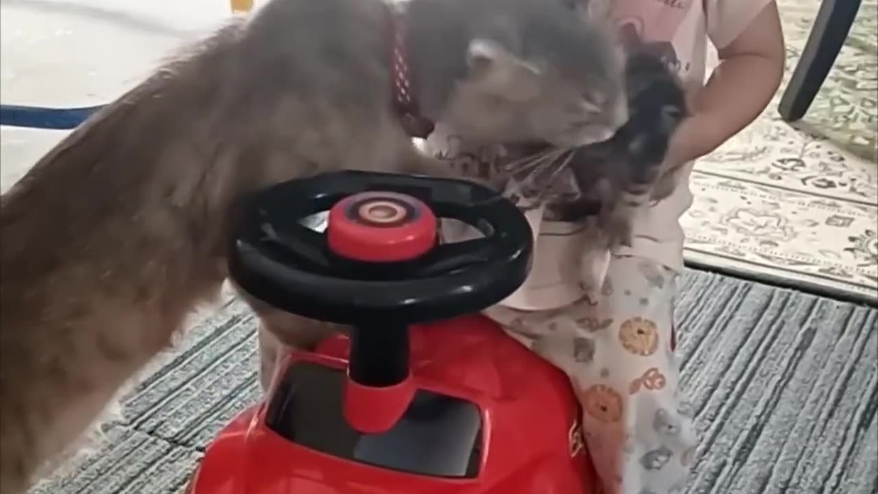 Cat Mom Takes Her Kitten Back From a Baby