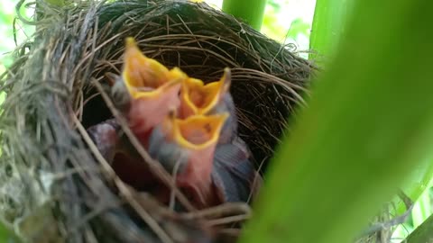 beby birds waiting for mother