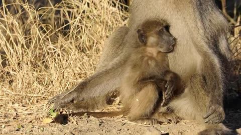 Baby Animals 4K - Amazing World Of Young Animals - Scenic Relaxation Film